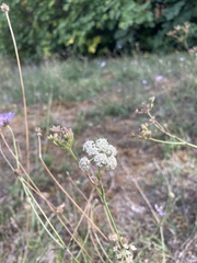Apioideae
