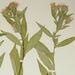 Symphyotrichum × subgeminatum - Photo (c) 
Harvard University Herbaria, some rights reserved (CC BY)