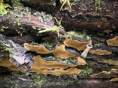 Phellinopsis conchata