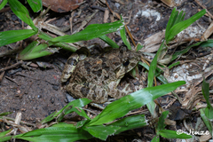 Fejervarya multistriata