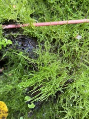 Amblystegium serpens