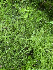 Amblystegium serpens