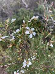 Leptospermum trinervium