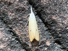 Scirpophaga
