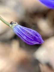 Chamaescilla corymbosa