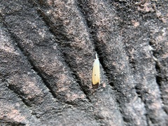Scirpophaga