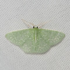 Synchlora