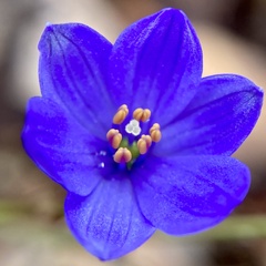 Chamaescilla corymbosa
