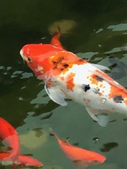 Cyprinus rubrofuscus