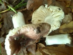 Russula clariana