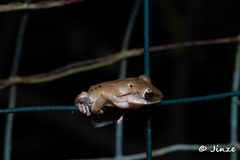 Polypedates megacephalus