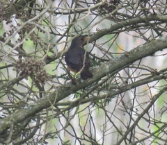 Turdus olivaceus olivaceus