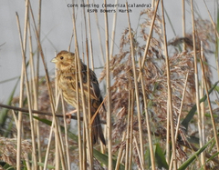 Emberiza calandra