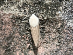 Creatonotos