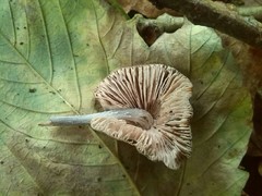 Mycena polygramma