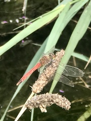 Sympetrum depressiusculum