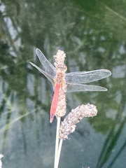 Sympetrum depressiusculum