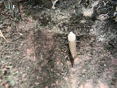 Creatonotos