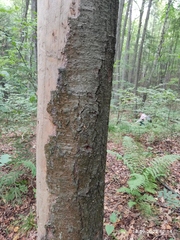 Abies sibirica