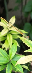Ceriagrion coromandelianum