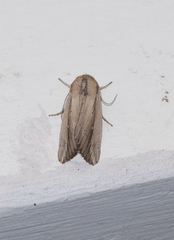 Leucania stenographa
