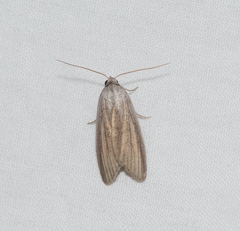 Prionopterina grammatistis