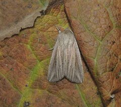 Mythimna riparia