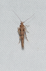 Anatrachyntis rileyi