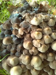 Britzelmayria multipedata