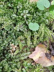 Mniaceae
