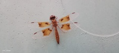 Perithemis tenera