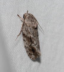 Agriophara confertella