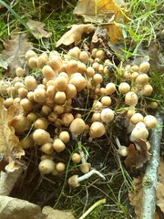 Britzelmayria multipedata