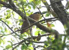 Nycticorax caledonicus