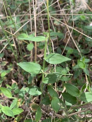 Oplismenus hirtellus