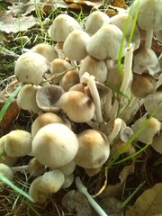 Britzelmayria multipedata