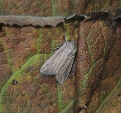 Mythimna riparia