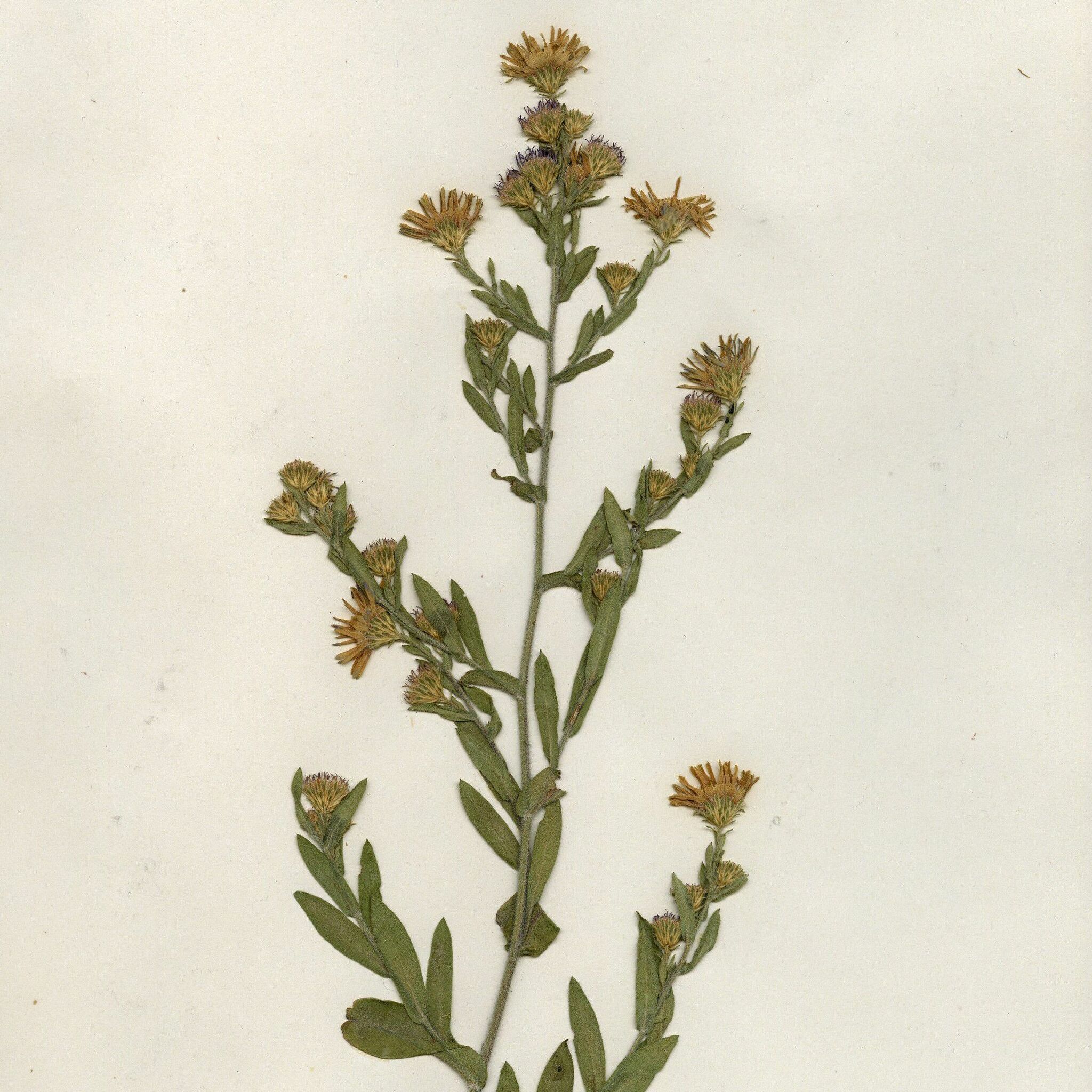 Symphyotrichum X woldenii