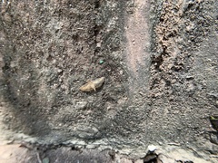 Marasmia