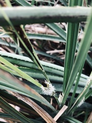 Carex riparia