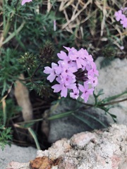 Glandularia selloi