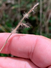 Oplismenus hirtellus