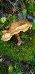 Paxillus involutus