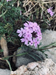 Glandularia selloi