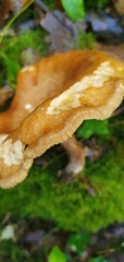 Paxillus involutus