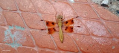 Perithemis tenera