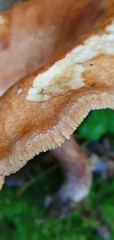 Paxillus involutus