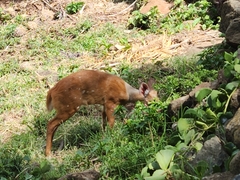 Tragelaphus sylvaticus