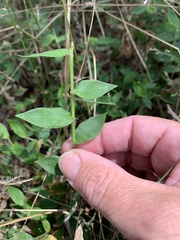 Oplismenus hirtellus