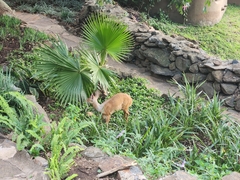 Tragelaphus sylvaticus